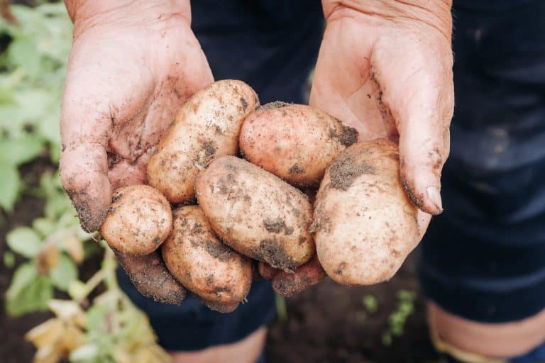 Quanto Produce Un Ettaro Di Patate