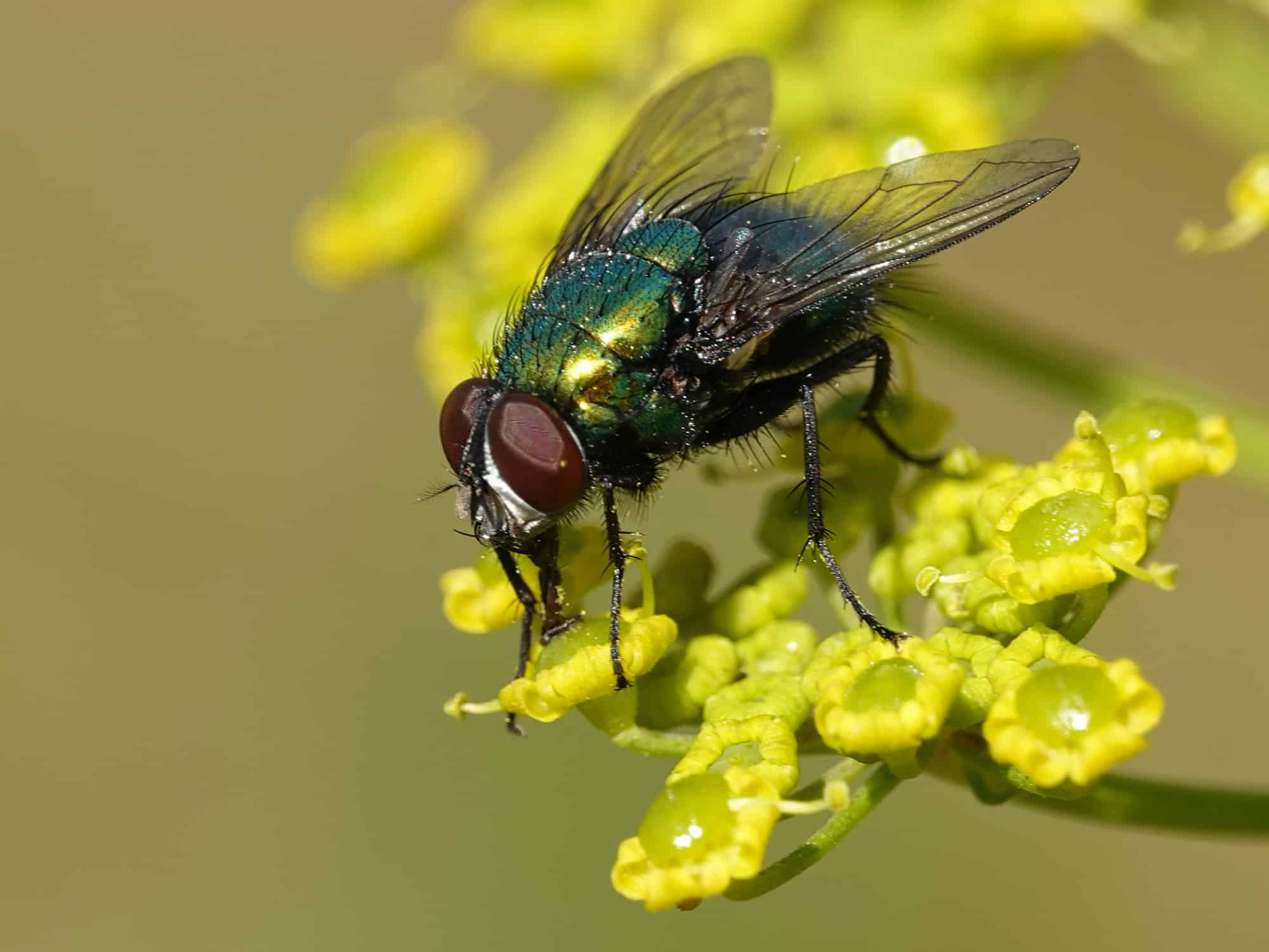 Una mossca su un fiore. Quanto vivono le mosche