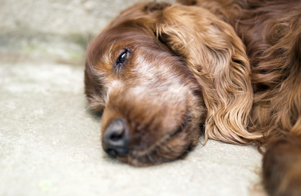 Cause comuni di morte prematura nei cani
