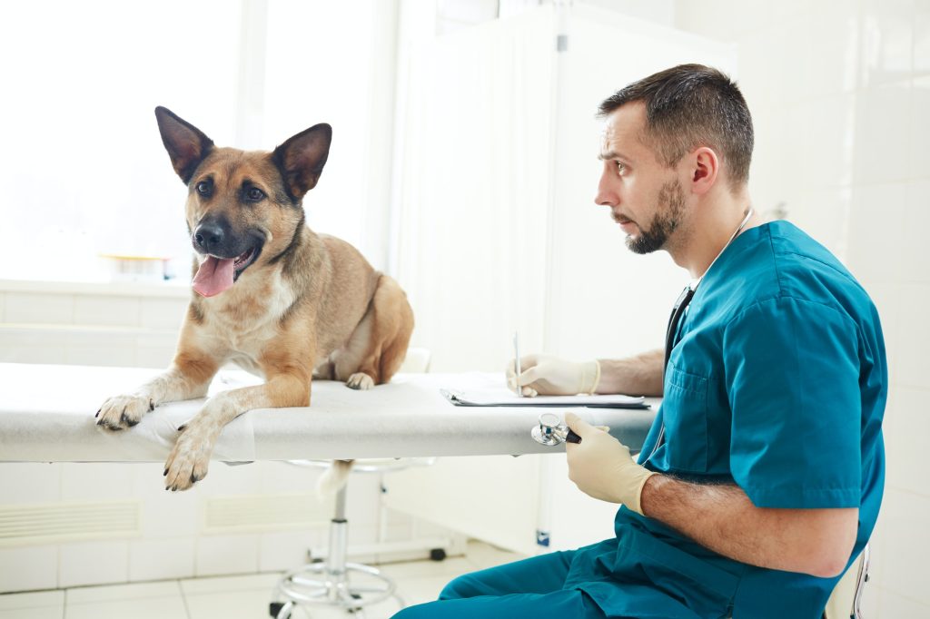 L'importanza dei test sulla salute del cane