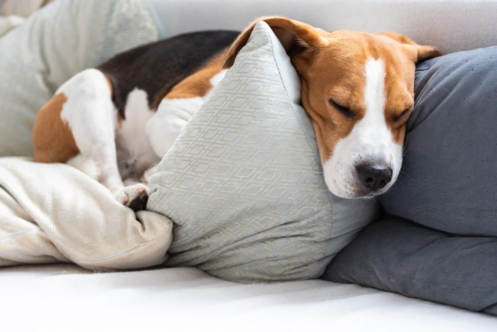 I disturbi del sonno nei cani non sono inauditi