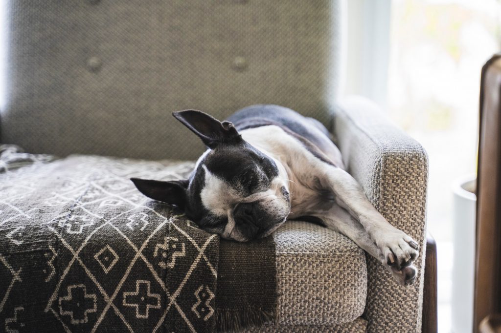 In che modo il sonno influisce sulla salute del tuo cane