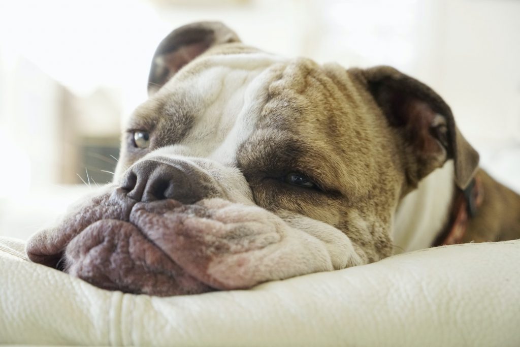 Quante ore al giorno dormono i cani? 