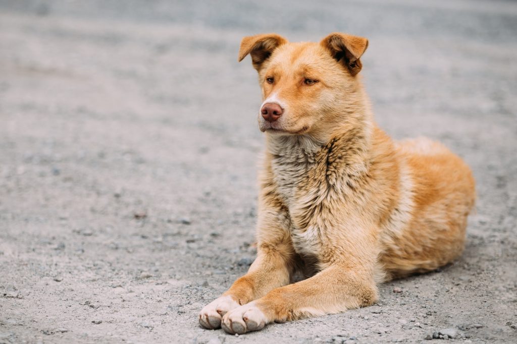 Quanto tempo vivono le razze di cani di taglia media?