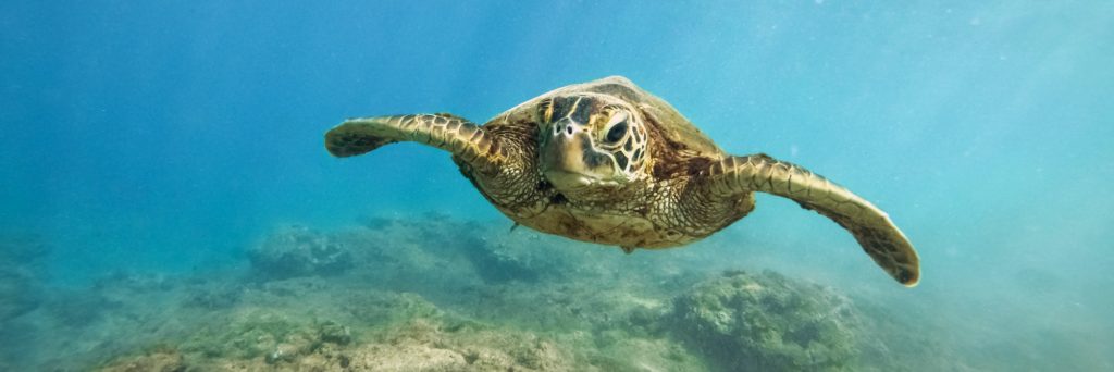 le tartarughe più grandi possono vivere vite estremamente lunghe