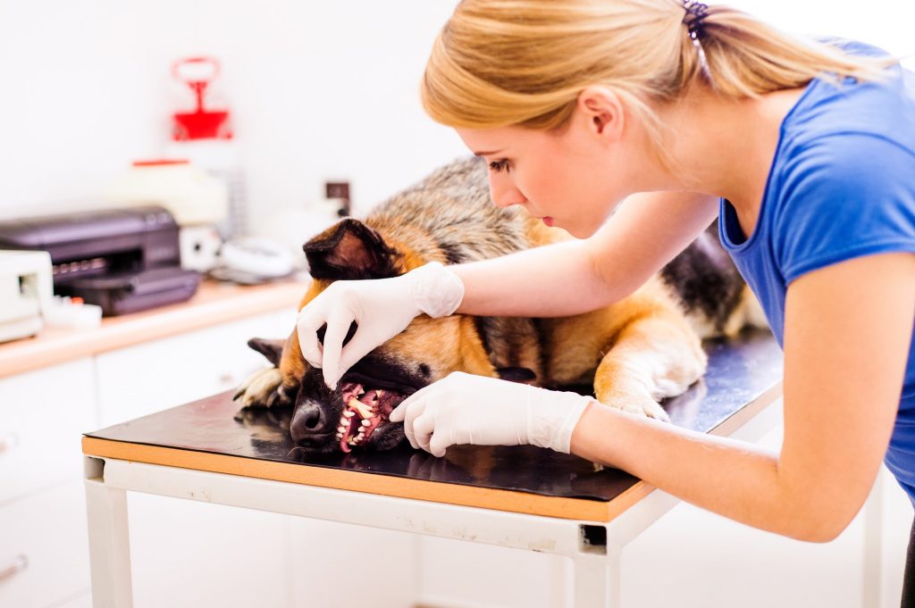 A quanto ammontano le spese veterinarie per un cane pastore tedesco?