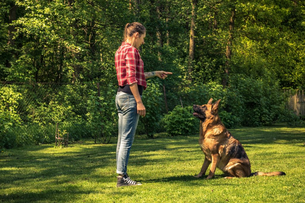 addestramento cane pastore tedesco