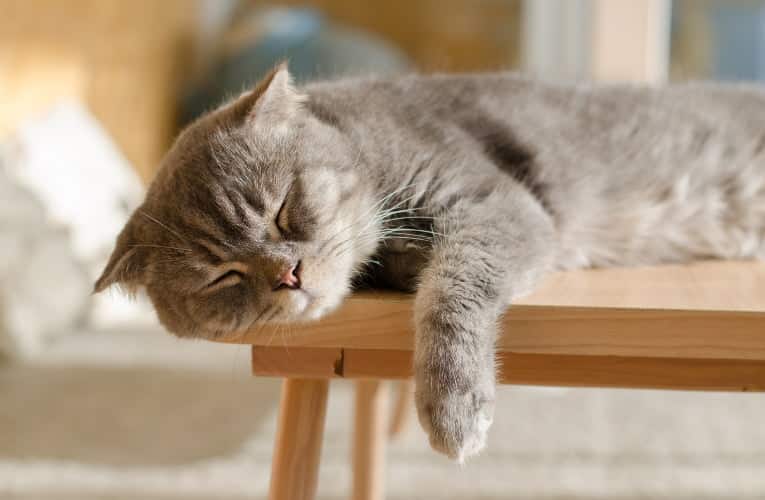 I gatti adulti dormono poco ma di continuo