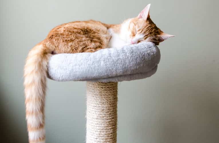 Un gatto adulto ha bisogno di circa sette-otto ore di sonno al giorno
