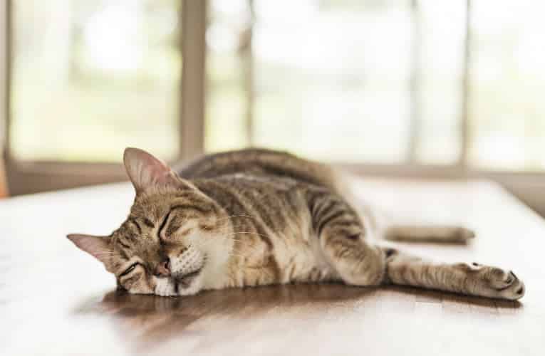 un gatto può dormire fino a dodici ore.