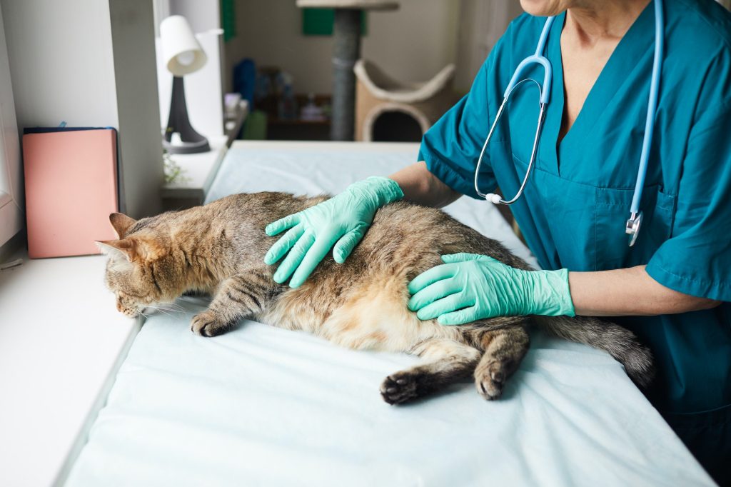 Costo della sterilizzazione di un gatto
