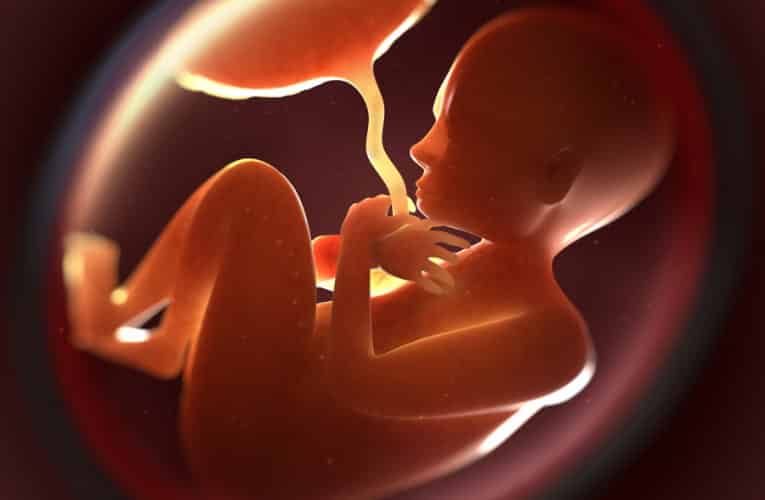 lo sviluppo di un feto