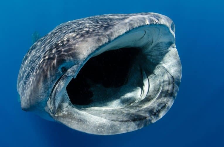 Lo squalo balena