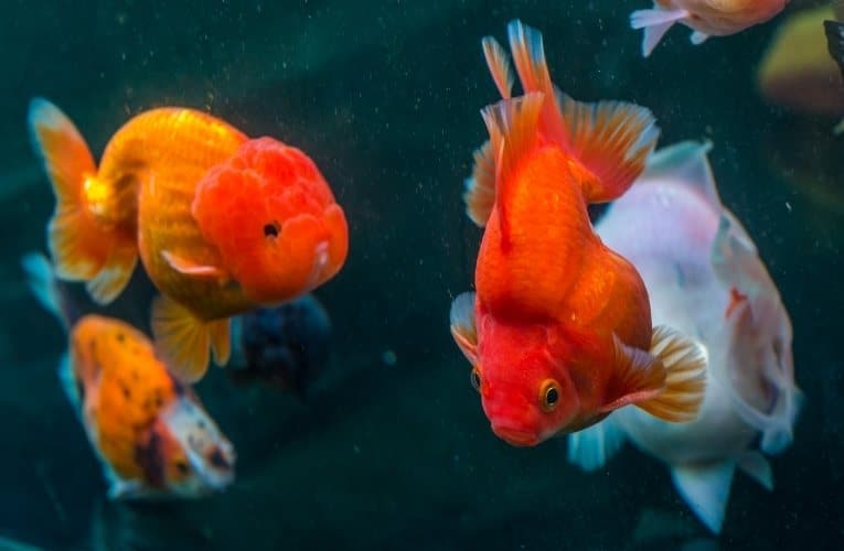 Quanto vive un pesce rosso-2