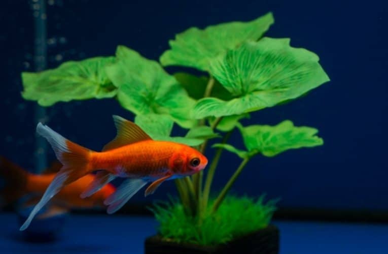 Quanto vive un pesce rosso-4