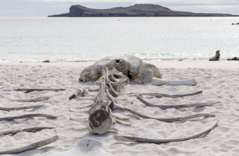 scheletro di un animale marino