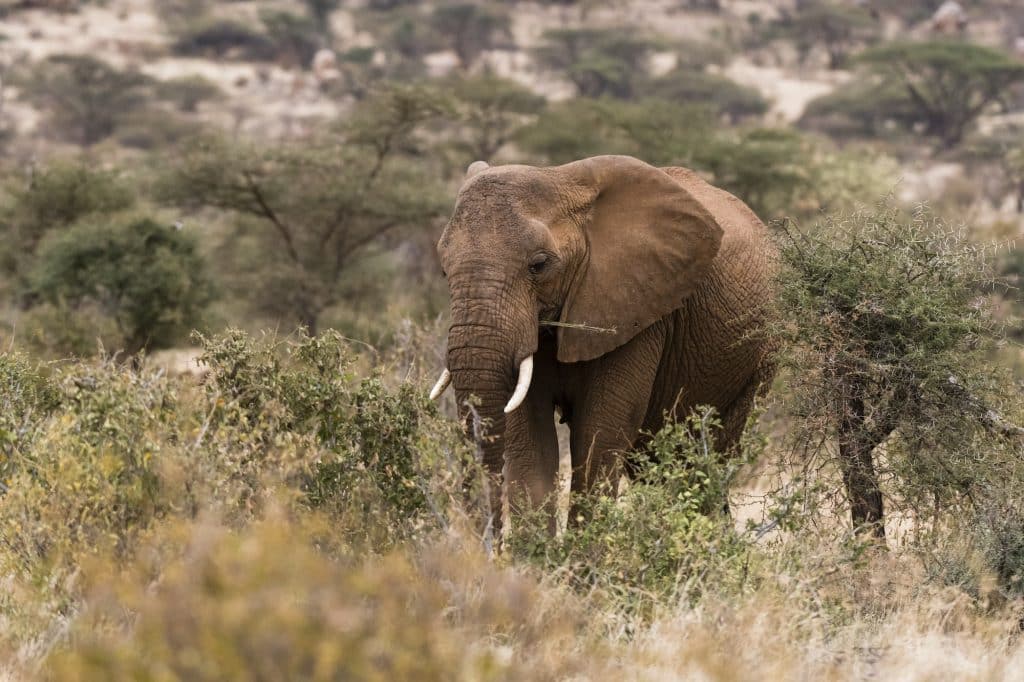Elefante africano (Loxodonta Africana), Kalama Wildlife Conservancy, Samburu, Kenya, Africa.