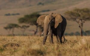 Elephant on Safari in Africa