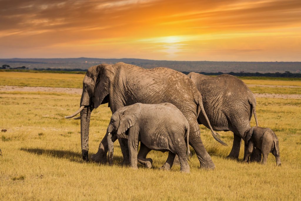 Elefanti con elefantini. Parco Nazionale del Kenya. Africa.