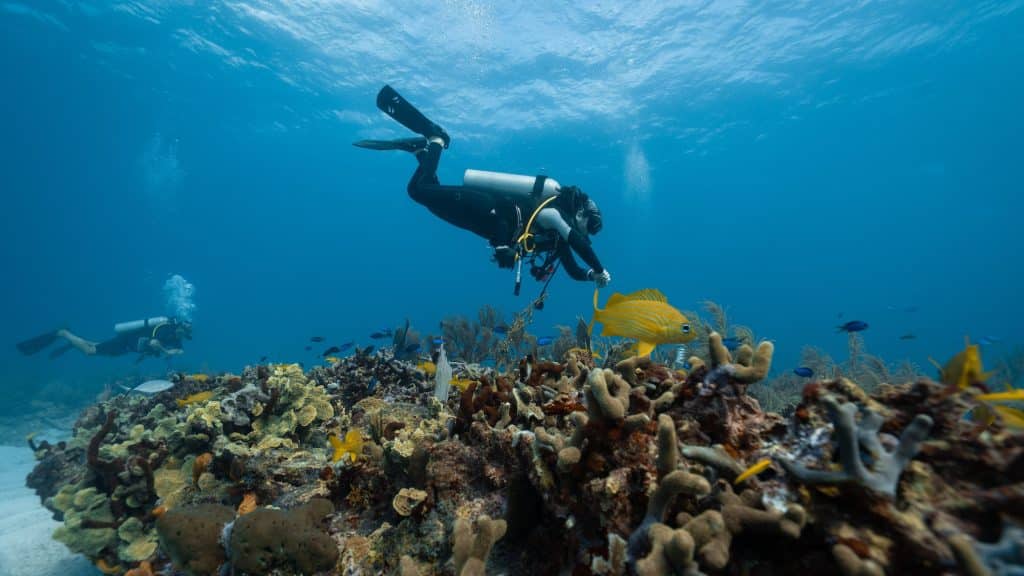 il turismo nella barriera corallina australiana