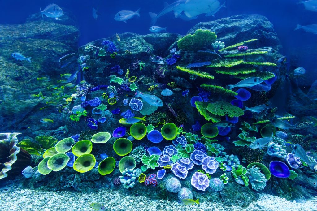 la grande barriera corallina australiana