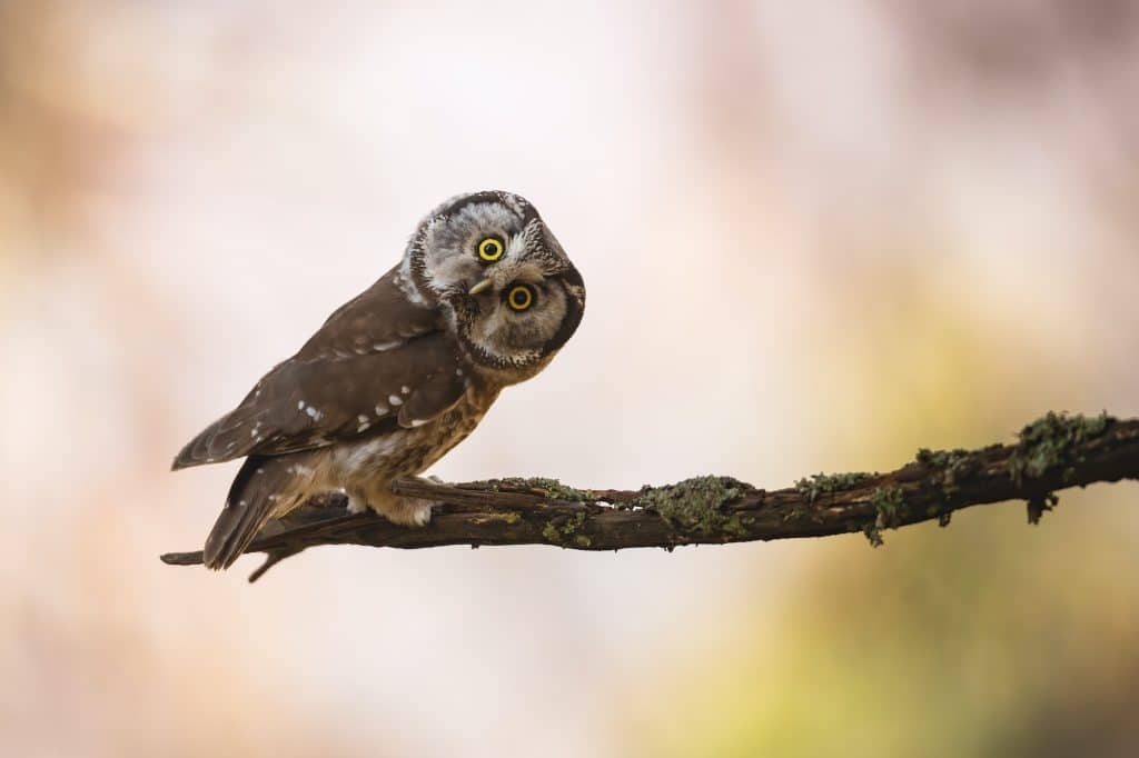Boreal owl looking to the camera on branch with copy space