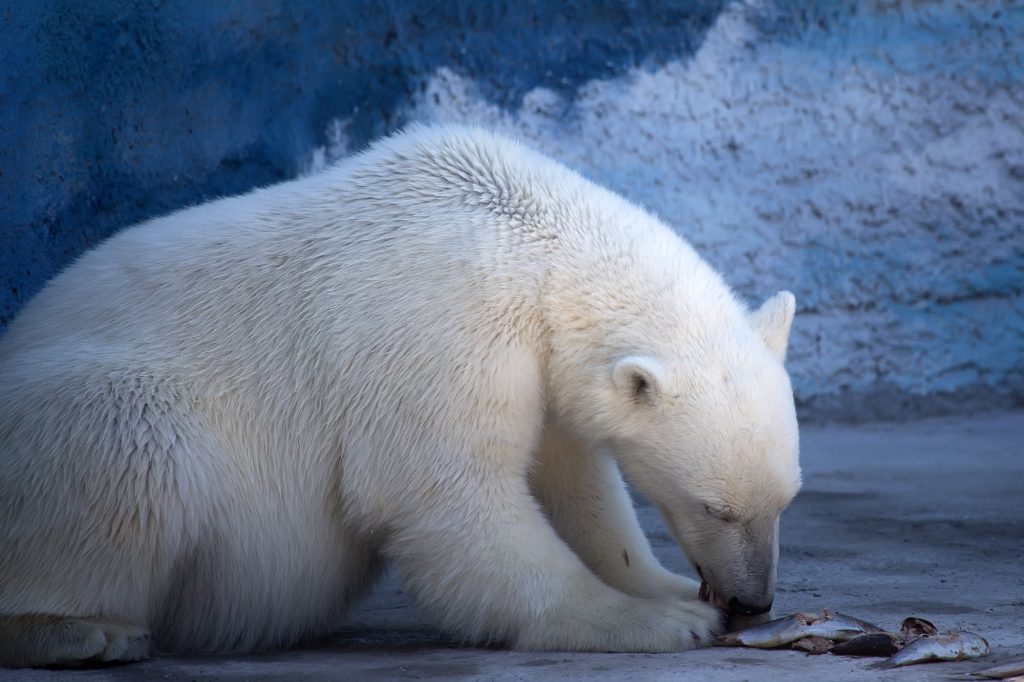 Orso Polare che mangia