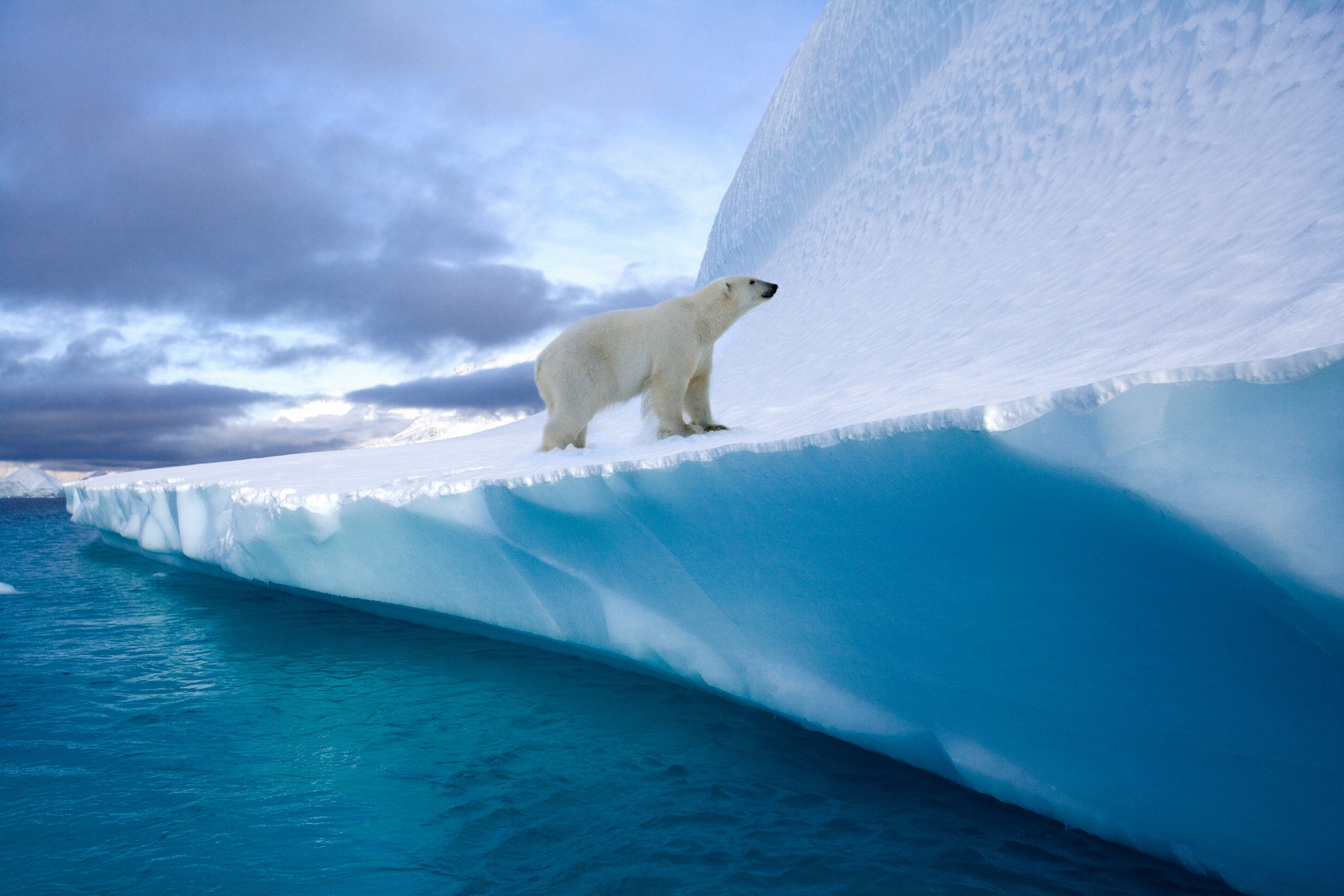 Orso polare nel suo habitat naturale