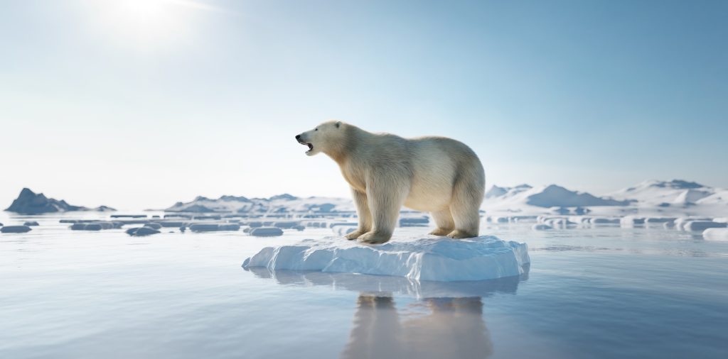 Orso polare su una lastra di ghiaccio