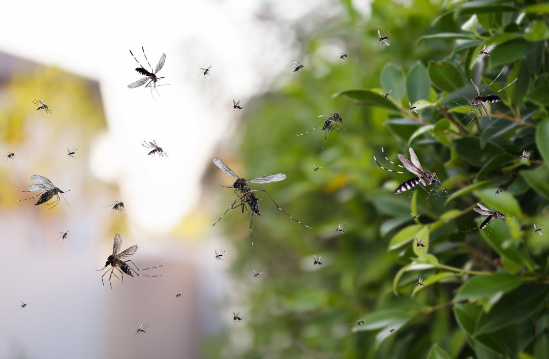 Quanto vive una zanzara