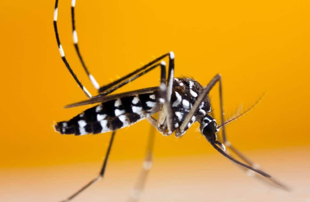 Zanzara Tigre (Aedes albopictus)